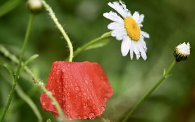 What is an Emotional Spin?