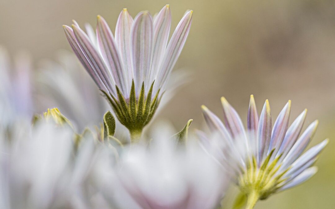 Satan’s Lie: Sharing Your Joy Will Make Others Feel Bad