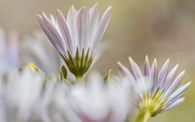 Satan’s Lie: Sharing Your Joy Will Make Others Feel Bad