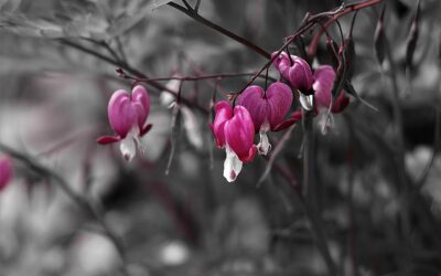 Self-Care or Self-Compassion