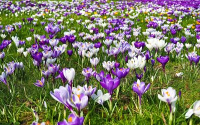 Is My Perspective Accurate?